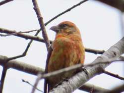 Red crossbill Photo: Linda