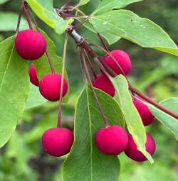 Red fruit Photo: George Rollend