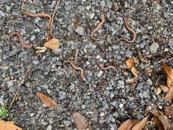 salamanders Photo: Tricia Knoll
