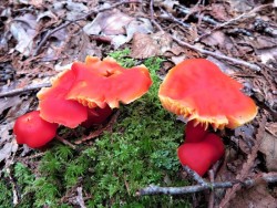 Scarlet Wax Cap Photo: Nate Rosebrooks
