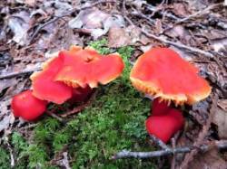 Scarlet Wax Cap Photo: Nate Rosebrooks