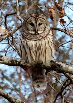 Barred owl Photo: William Scully