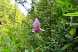 Snakemouth orchid Photo: Nate Rosebrooks