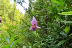 Snakemouth orchid Photo: Nate Rosebrooks