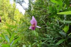 Snakemouth orchid Photo: Nate Rosebrooks