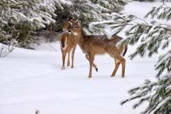 Snowy deer Photo: Tom Grett