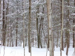 25_snowy_woods_sm1.jpg
