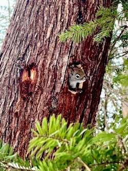 Squirrel tree Photo: Micah Beahan