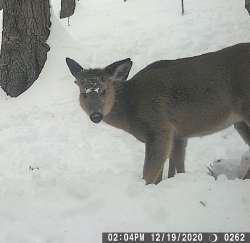 Deer Photo: Bonnie Honaberger