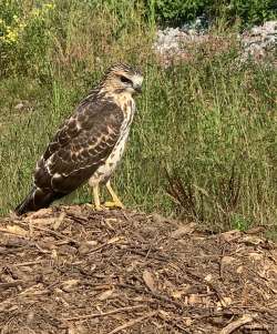 Young hawk Photo: Dicken Crane