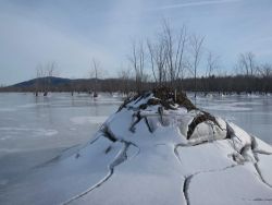 26---life_in_the_saco_river_floodplain_fryeburg_me_2018.jpg