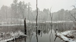 Snowy beaver pond Photo: Debra Clough