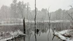 Snowy beaver pond Photo: Debra Clough