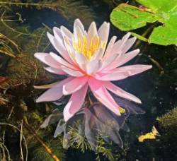 Pink waterlily Photo: Richard Philben