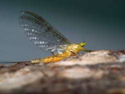 Mayfly Photo: Charlie Schwarz