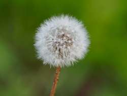 Dandelion Photo: Ross Lanius