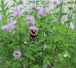 swallowtail Photo: Brenton L. Johnson