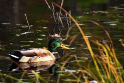 Mallard Photo: Benjamin Wymer