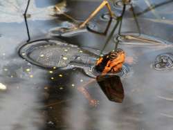 spotted turtle Photo: Tami Gingrich