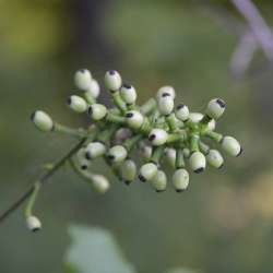 White Baneberry Photo: AM Dannis