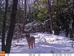 Coyote Photo: Joshua Morse