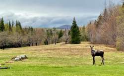 Moose Photo: Evelyn Tully Costa