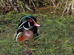 Wood duck Photo: Charlie Schwarz