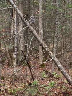 Barred owl Photo: Tucker Thayer