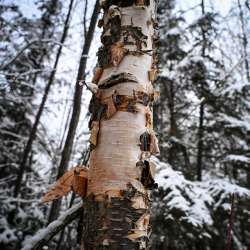 Birch transforms Photo: Sandy Dannis