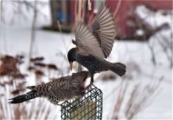 Bird fight Photo: Sue March