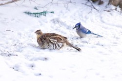 Bird friends Photo: Tom Grett