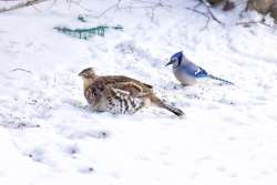 Bird friends Photo: Tom Grett