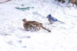 Bird friends Photo: Tom Grett