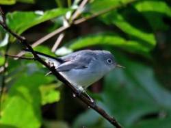 Blue-gray Gnatcatcher Photo: Charlie Schwarz