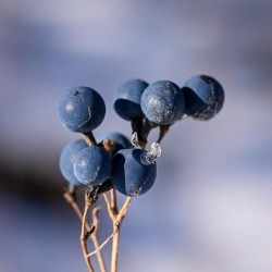 Blue cohosh Photo: Sandy Dannis