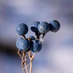 Blue cohosh Photo: Sandy Dannis