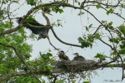 June 2019 Photo: Barb Regan