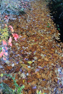 Leaves Photo: John Blaser
