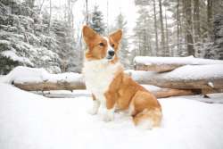 Snow corgi Photo: Tom Grett