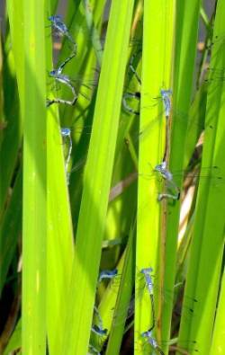 Damsel flies Photo: Frank Kaczmarek