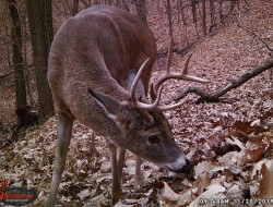 Deer Antlers Photo: Bonnie Honaberger