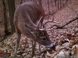 Deer Antlers Photo: Bonnie Honaberger