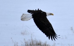 Eagle Eating Photo: Lonnie S. Jandreau