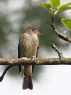 Wood pewee Photo: Charlie Schwarz