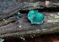 Elf cup Photo: Jackie Robidoux