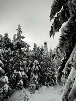 Fire tower Photo: Theo Cote