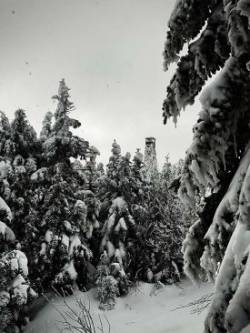 Fire tower Photo: Theo Cote