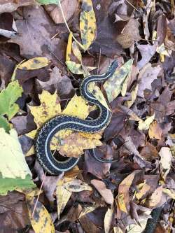 Garter snake Photo: Wayne Stocker