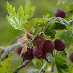 Gooseberries Photo: AM Dannis