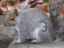 Squirrel Photo: Charlie Schwarz